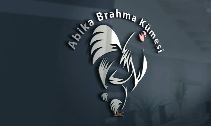 Abika Brahma Kümesi A