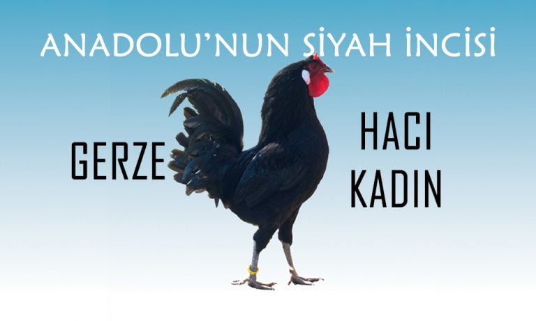 Anadolu’nun Siyah İncisi Gerze Hacı Kadın Tavukları