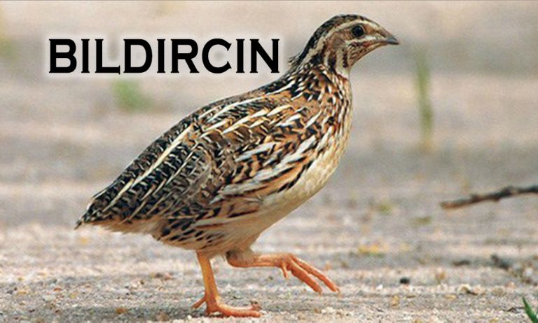 Bıldırcın