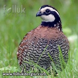Bobwhite Bıldırcını