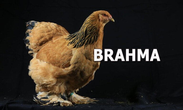 Brahma