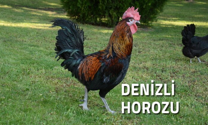 Denizli Horozu