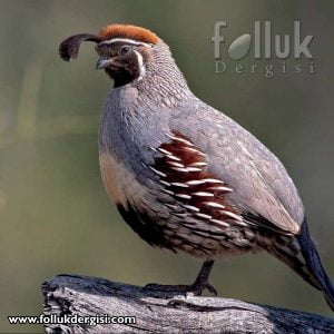 Gambel Bıldırcını alternatif