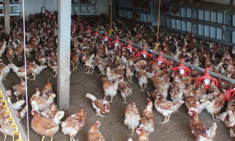 İstanbulun İlk ve Tek Renkli Yumurta Üretim Çiftliği