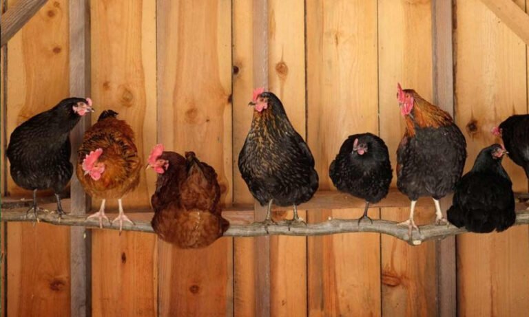 Kanatlılarda Tünek İhtiyacı
