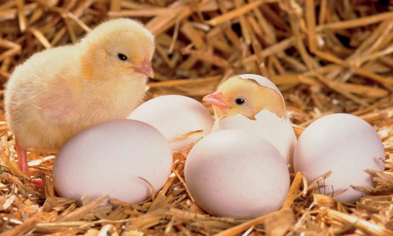 Kuluçkalık Yumurtaların Seçimi ve Döl Kontrolü