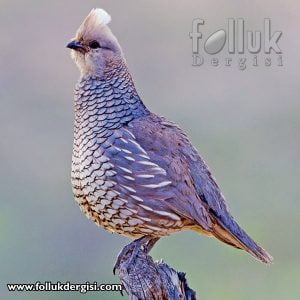 Mavi Pullu Bıldırcın