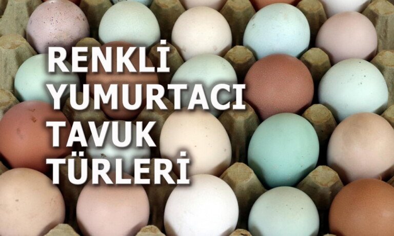 Renkli Yumurtacı Tavuk Türleri