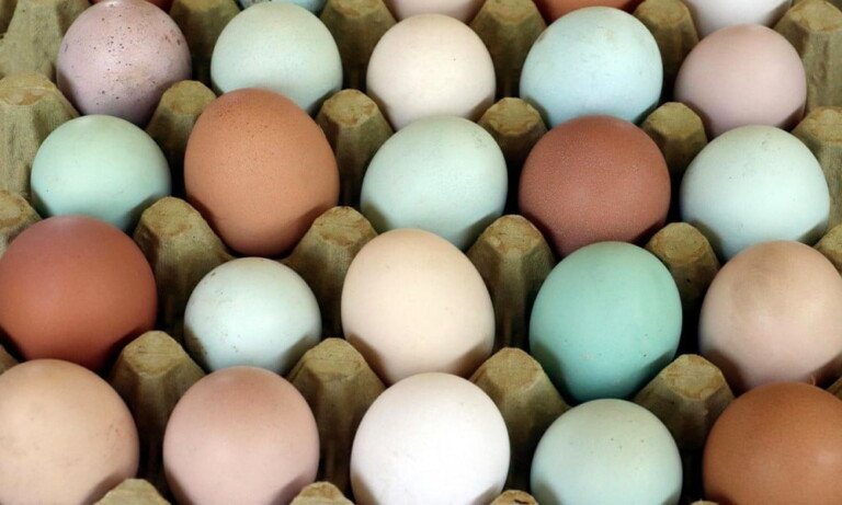 Renkli Yumurta Trendi ve Renkli Yumurtlayan Tavuklar