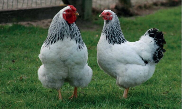 Safkan Tavuk Yetiştiriciliği