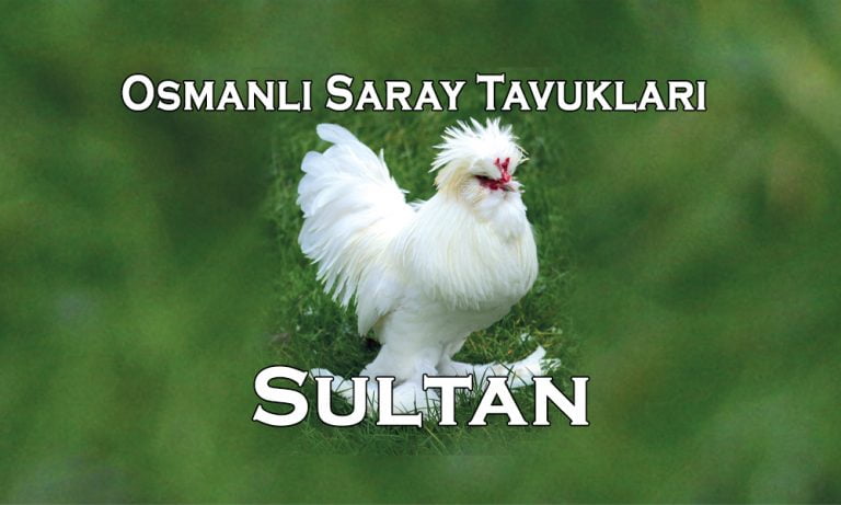 Sultan Tavuğu Araştırmalarının             Dünü Bugünü Yarını