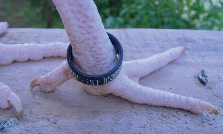 Süs Tavuğu Yetiştiriciliğinde Bileziğin Önemi