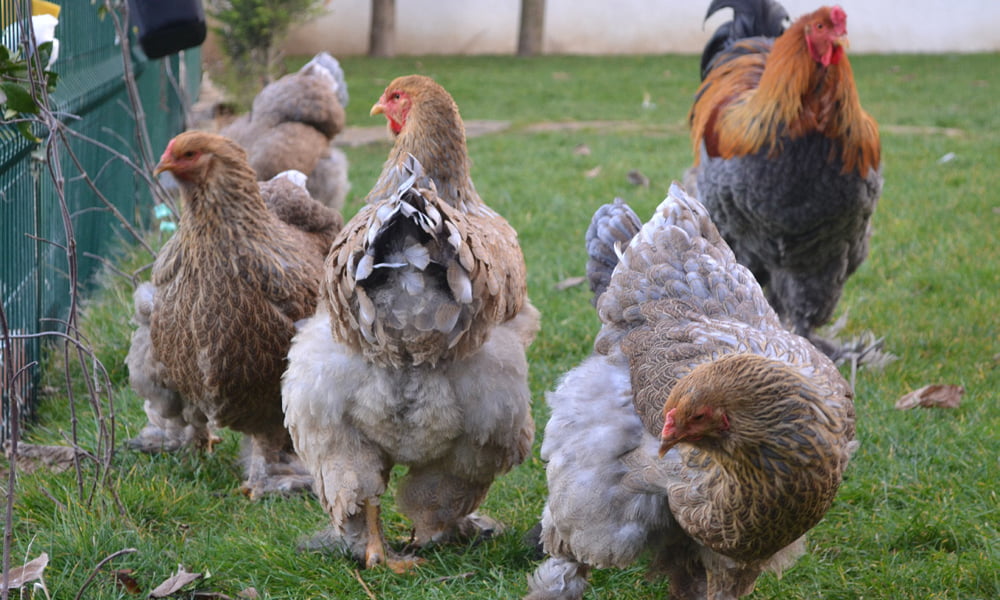 Süs Tavuğu Yetiştirmenin İnsan Psikolojisine Olumlu Etkileri