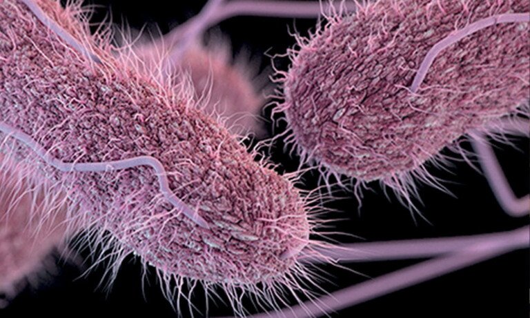 Tavuk Tifosu (Salmonellozis)