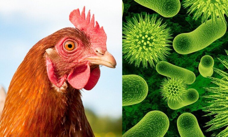 Tavuklarda Probiyotik Kullanımı