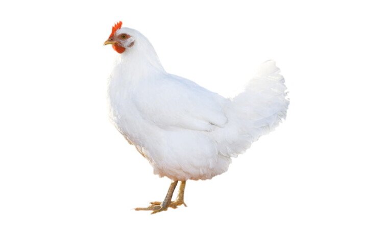 Tavuklarda Tüy Dökümü