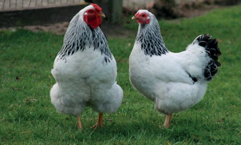 Ticari Açıdan Süs Tavukları Yetiştiriciliği