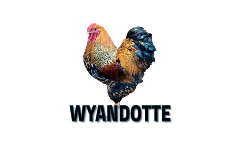 Wyandotte