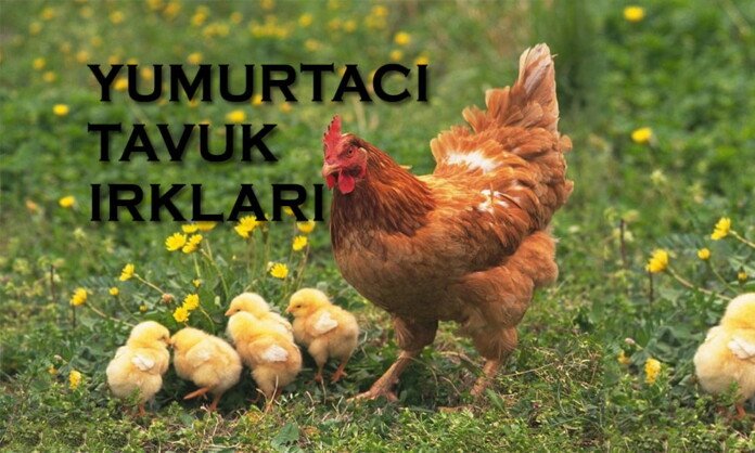 Yumurtacı Tavuk Irkları