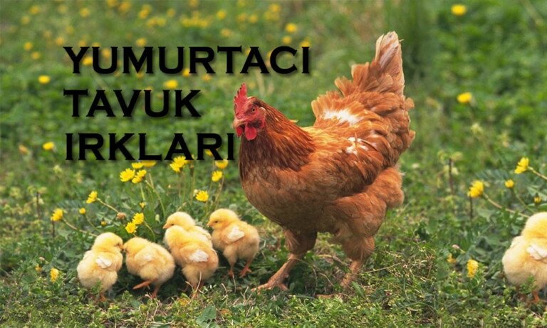 Yumurtacı Tavuk Irkları
