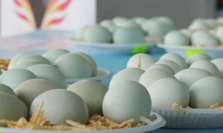 Ameracuana Kulüp Mavi Yumurta Yarışması