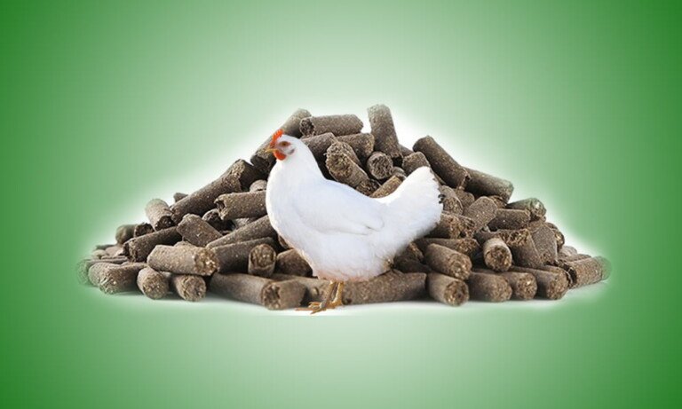 Tavuk Gübresinden Yeşil Yakıt (Biyogaz) Üretimi