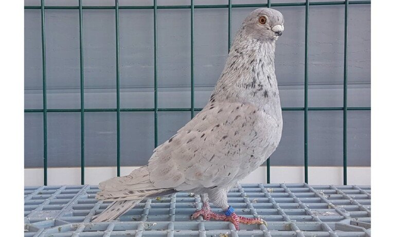 Denizli Güvercinleri