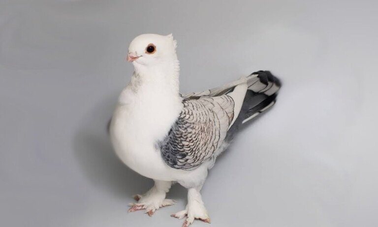 Hünkari Manisa Sultan Güvercini