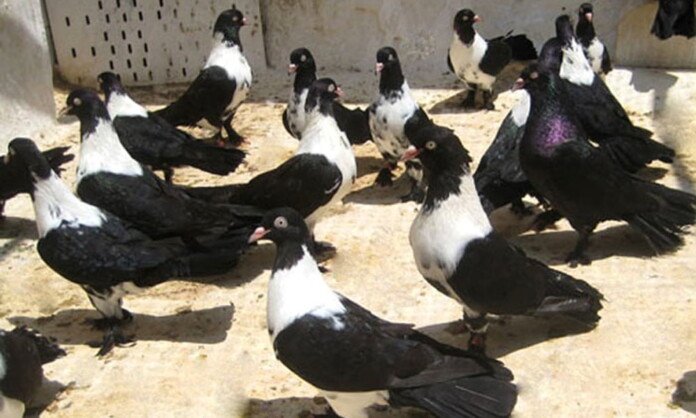 Kelebek Güvercini İçin Tehlike Çanları