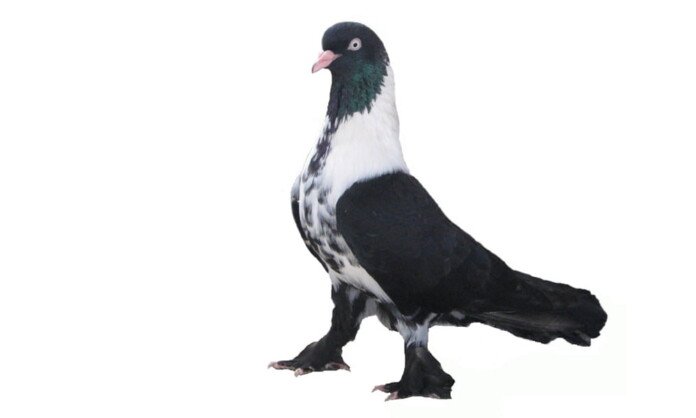 Kelebek Saya Güvercini