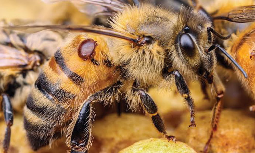 Arıcılık Varroa ile Mücadele