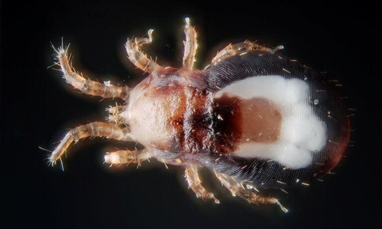 Kırmızı Tavuk Biti (Dermanysus Gallinae)