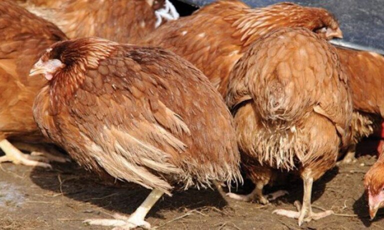 Tavuklarda Kolibasillozis    (E. Coli)