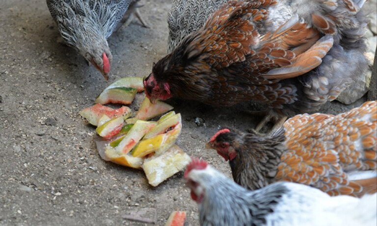 Tavukları Sıcak Stresinden Koruma Yöntemleri