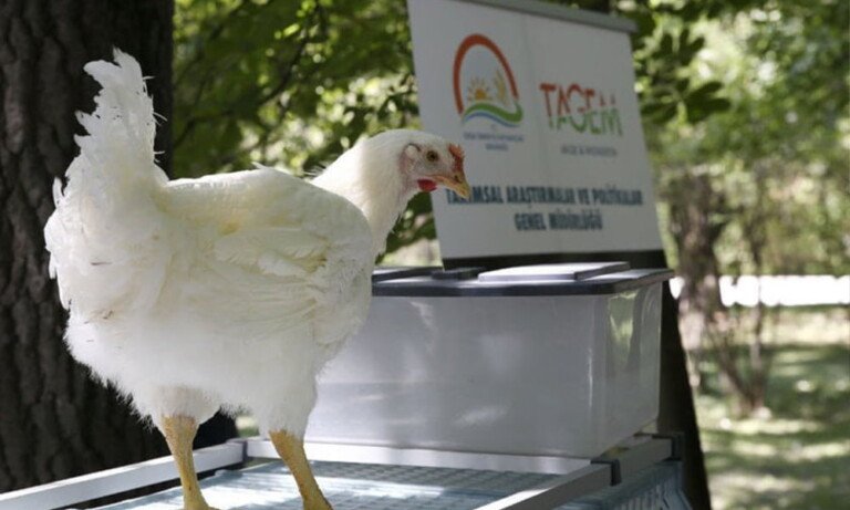 Türkiye’nin İlk Etlik Damızlık Irkı Anadolu-T Tescil Edildi