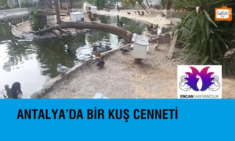 Antalya’da Bir Kuş Cenneti – Encan Hayvancılık