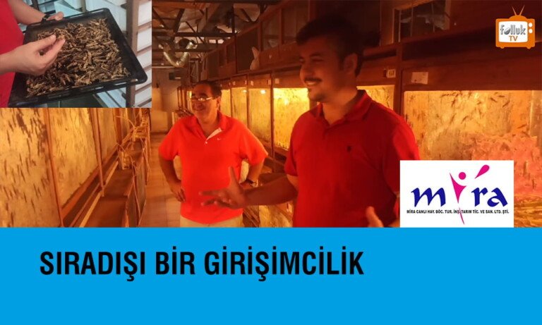 Sıradışı Bir Girişimcilik Örneği – Mira Canlı Yem Böcekçilik