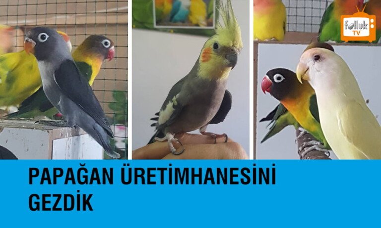 Papağan Üretim Hanesi