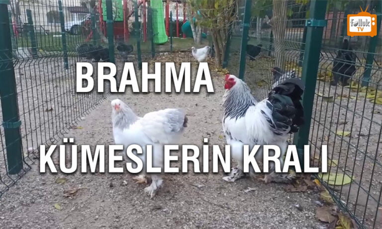 Brahma Kümeslerin Kralı