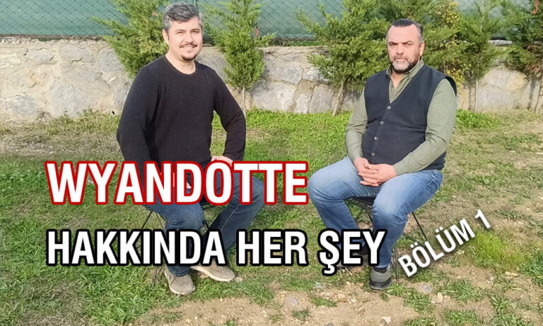 Wyandotte Hakkında Her Şey Bölüm 1 (Dorper Wyandotte Çiftliği)