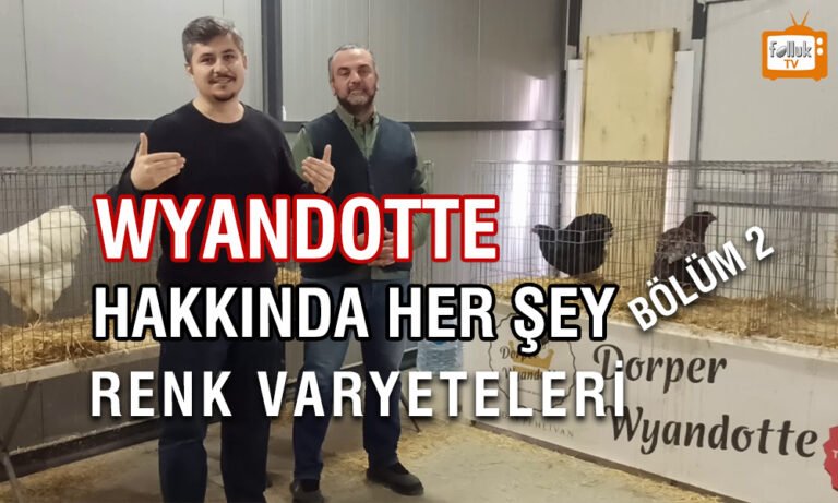 Wyandotte Hakkında Her Şey Bölüm 2 Renk Varyeteleri