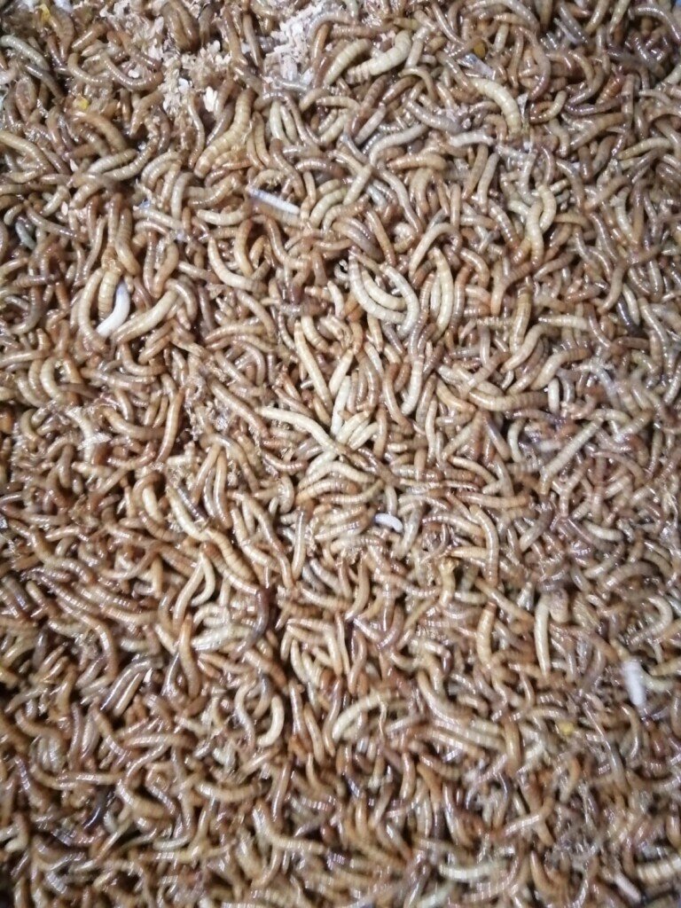 Amatörler İçin Un Kurdu Yetiştiriciliği