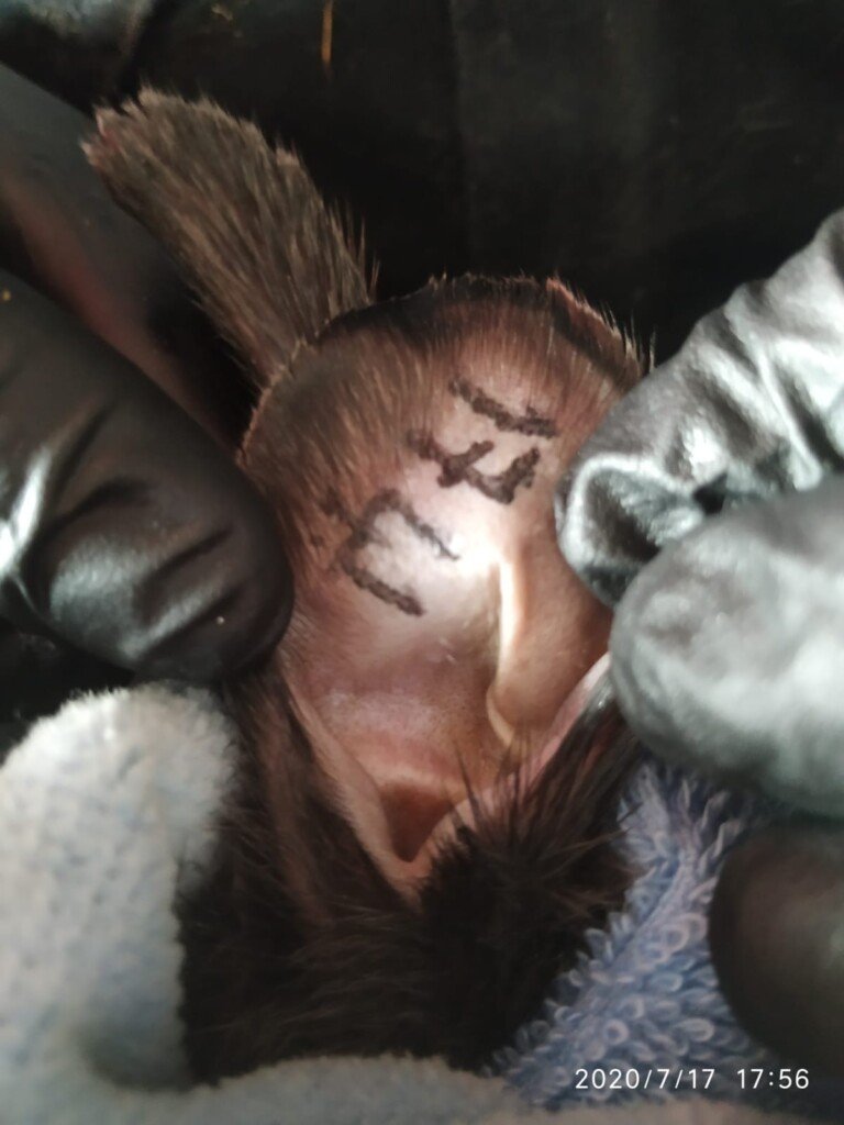 Türkiye Tavşan Yetiştiricileri Derneği Tavşan Kayıt Çalışmalarına Başladı