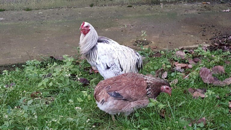 Gundi (Gundul) Tavuğu