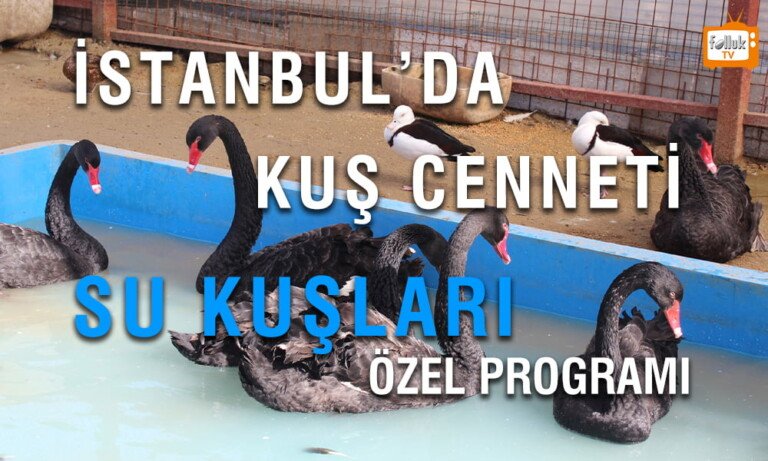 İstanbul Kuş Cenneti Su Kuşları