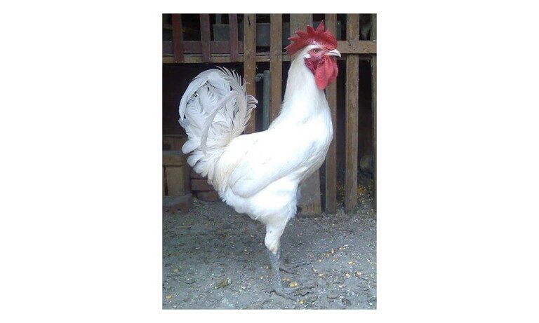 Osmanlı Yadigarı Balkan Tavuk Irkları