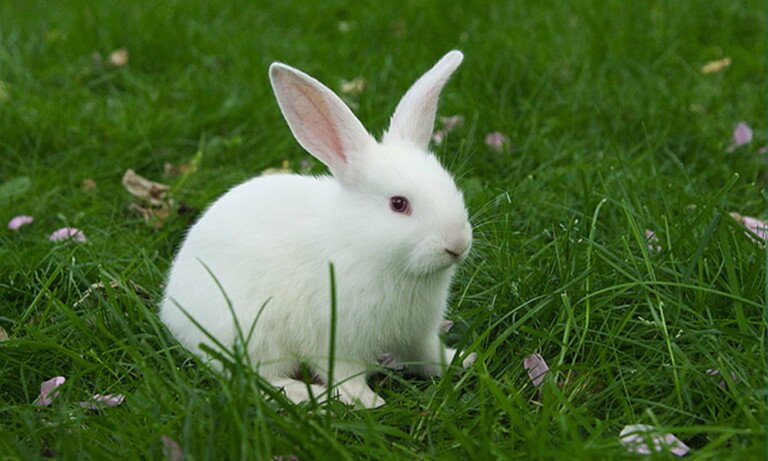 Safkan Tavşan Yetiştiriciliği ve Standarta Göre Değerlendirmesi