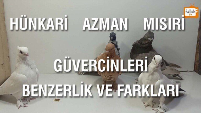 Hünkâri, Azman, Mısıri Güvercinleri Benzerlik ve Farkları