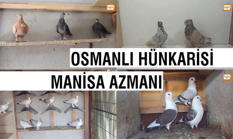 Osmanlı Hünkârisi ve Manisa Azmanı Güvercinleri