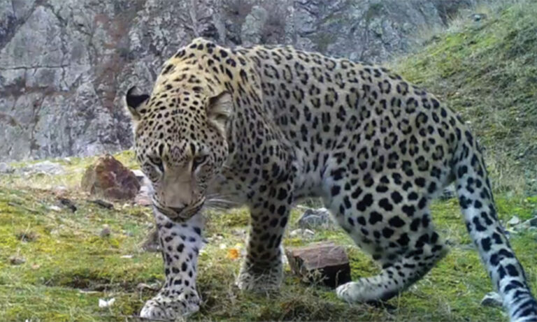 Anadolu Parsı (Panthera Pardus Tulliana)
